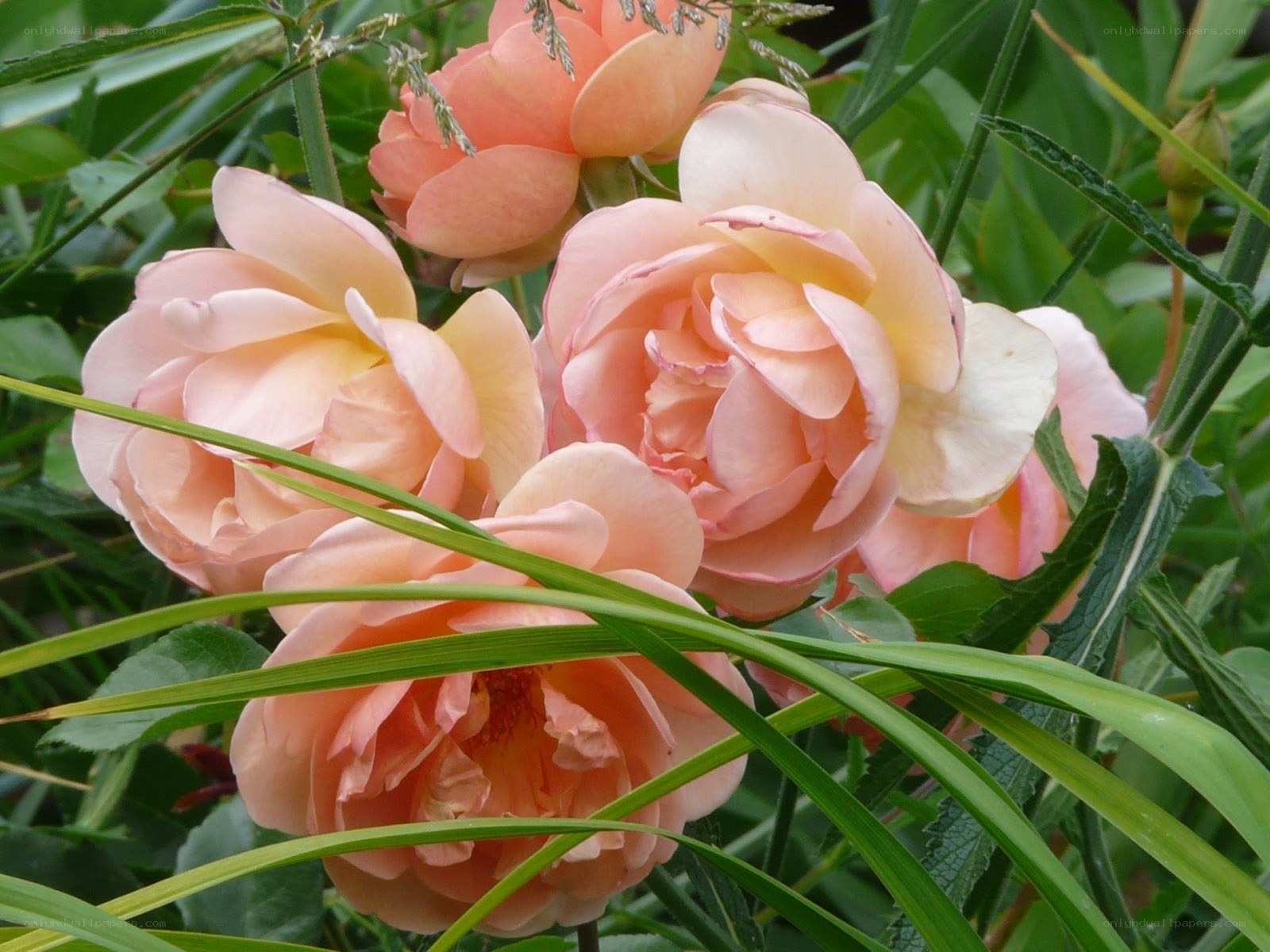 Pink roses in garden