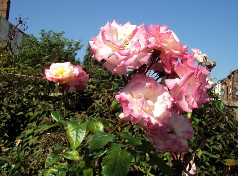 Pink roses in garden