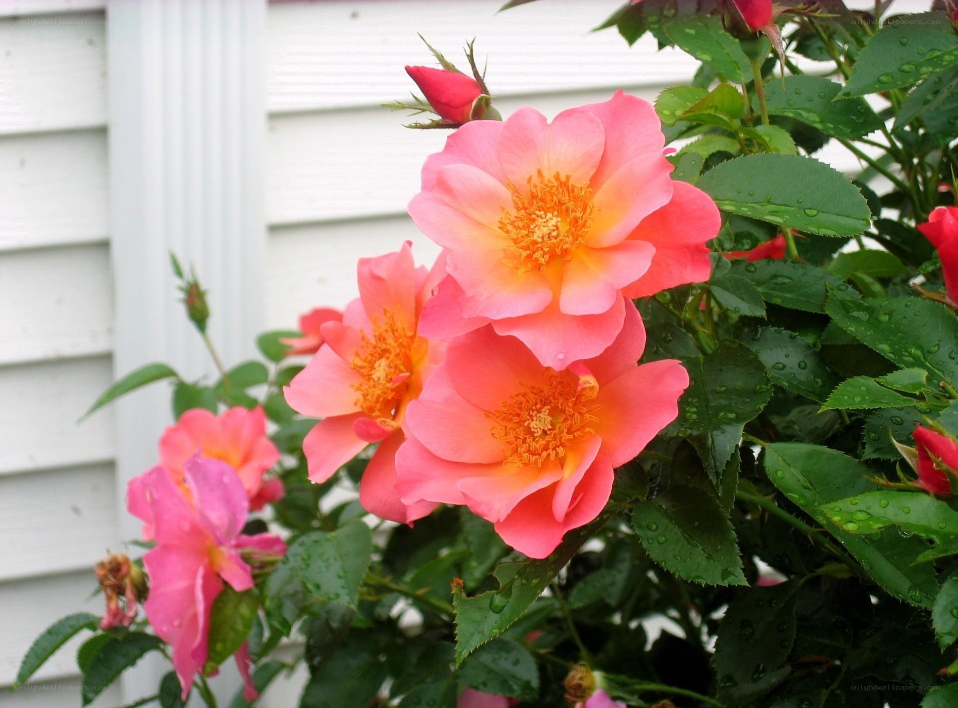 Pink roses in garden