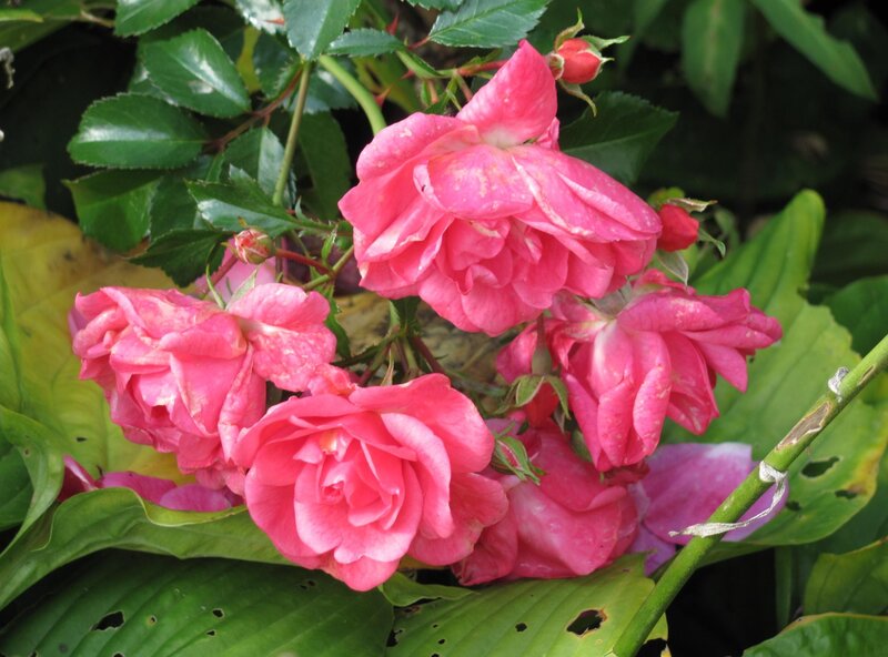 Pink roses in garden