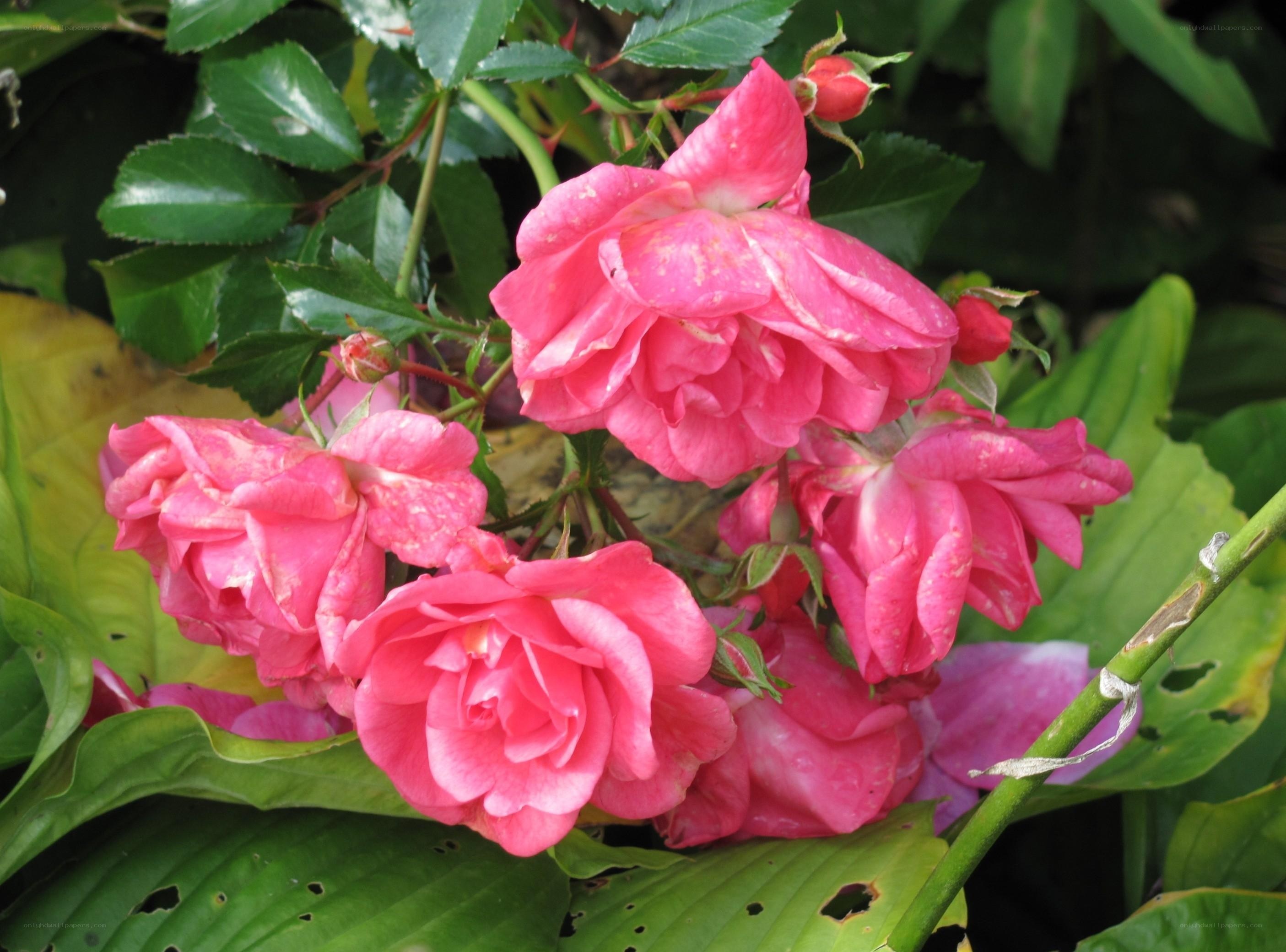 Pink roses in garden