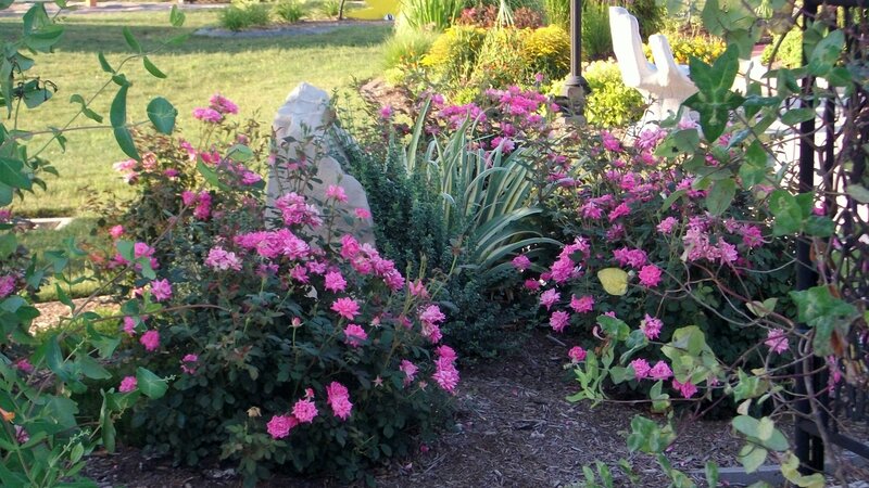 Pink roses in garden bed