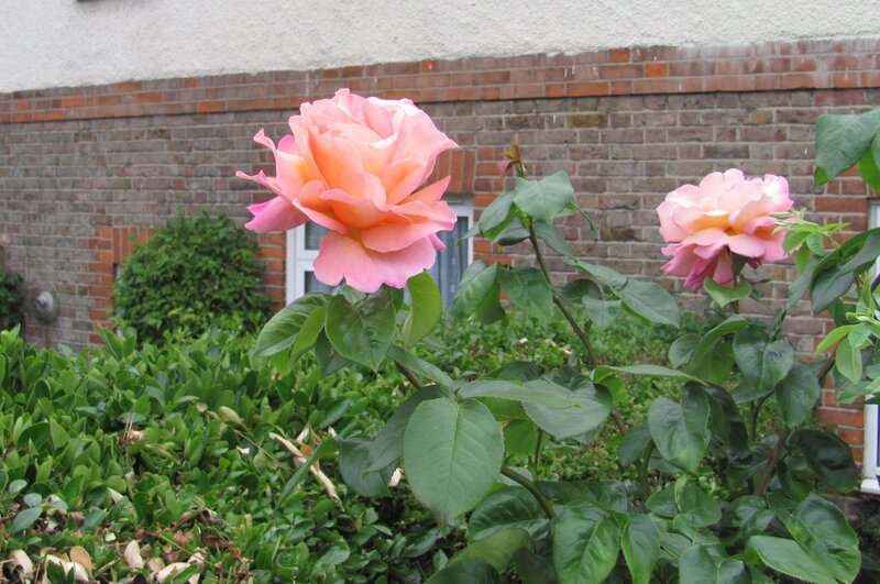 Pink Roses in Garden — Calm, Afternoon, Photograph, Brick Wall