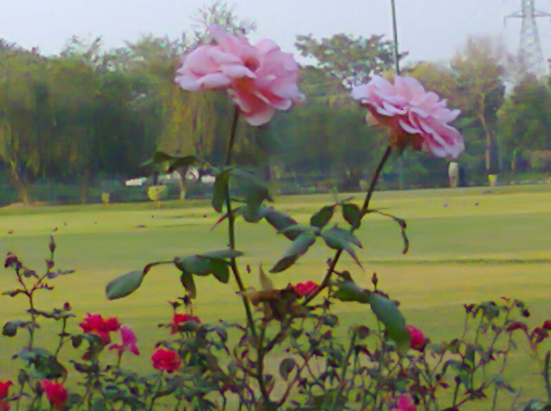 Pink Roses in Garden — Calm, Afternoon, Photograph, Grass