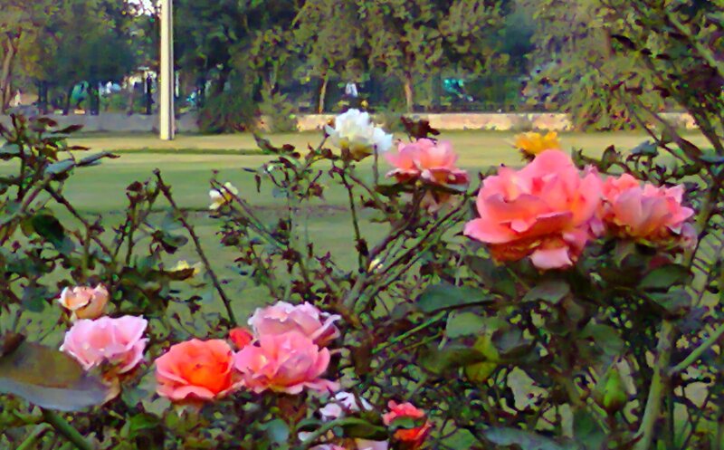 Pink Roses in Garden — Calm, Afternoon, Photograph