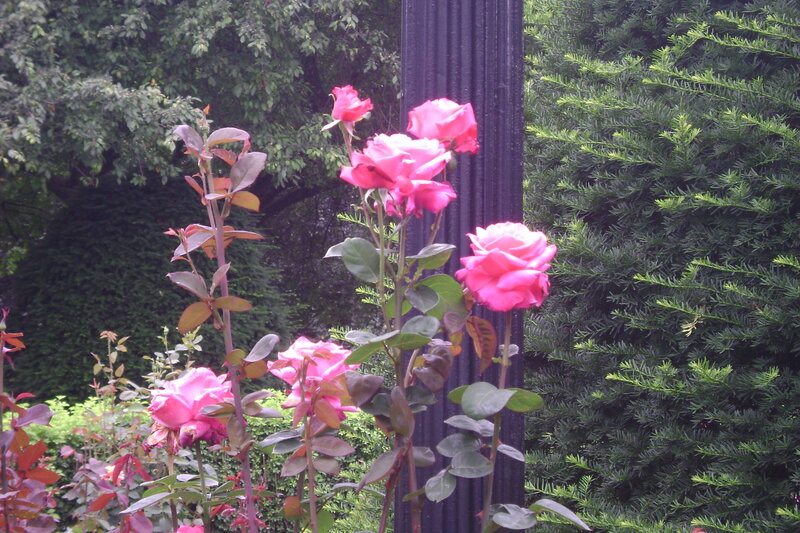 Pink Roses in Garden — Calm, Afternoon, Photograph, Trees