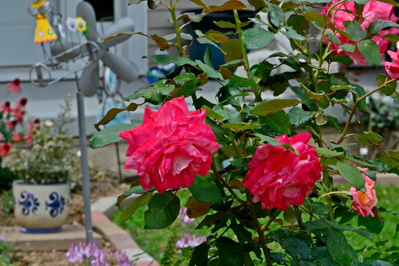 Pink Roses in Garden — Calm, Afternoon, Photograph, Windmill