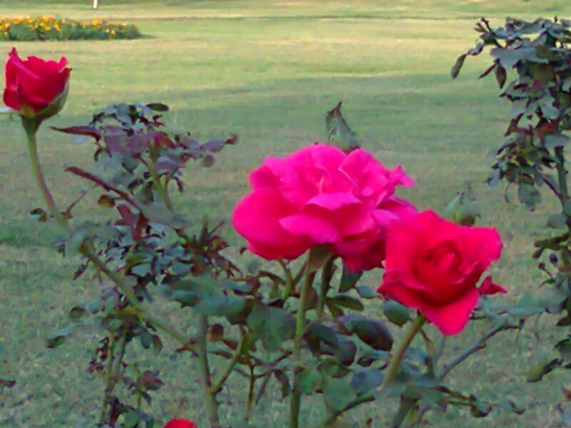 Pink Roses in Garden — Calm, Afternoon