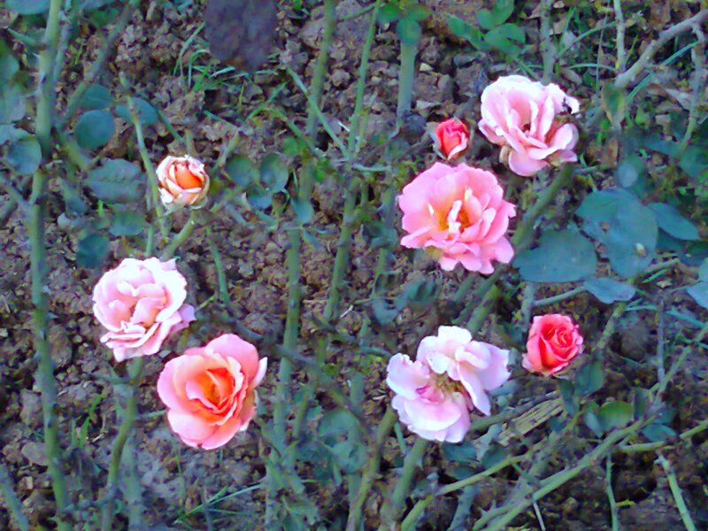 Pink Roses in Garden — Calm, Photograph