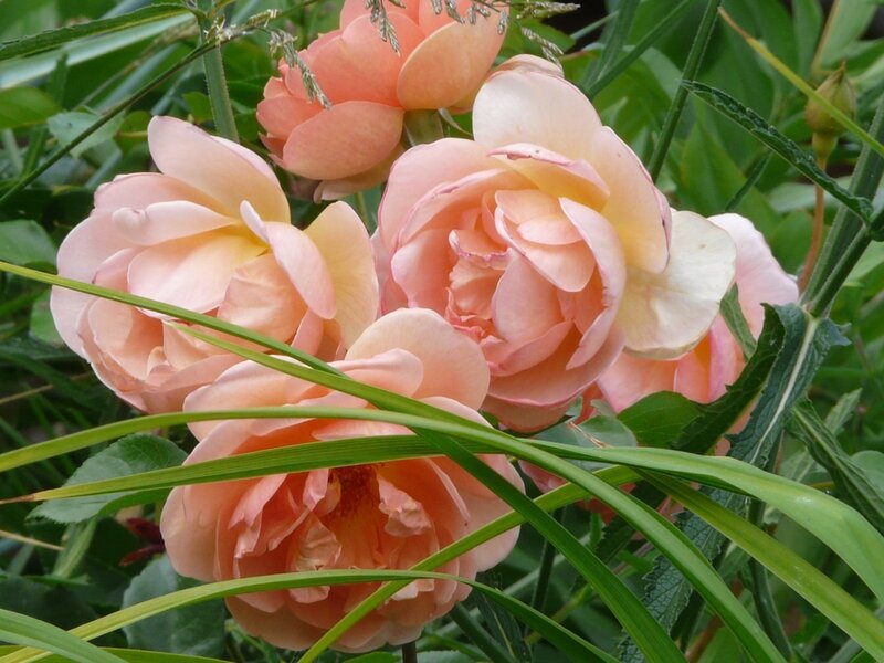 Pink Roses in Garden — Calm, Summer