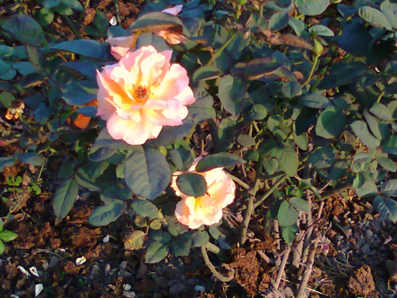Pink Roses in Garden — Calm, Sunset