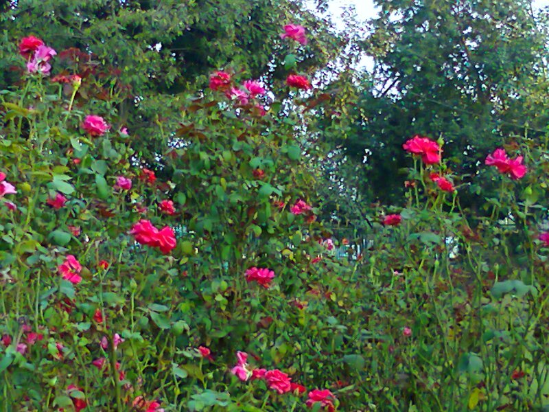 Pink Roses in Garden — Calm