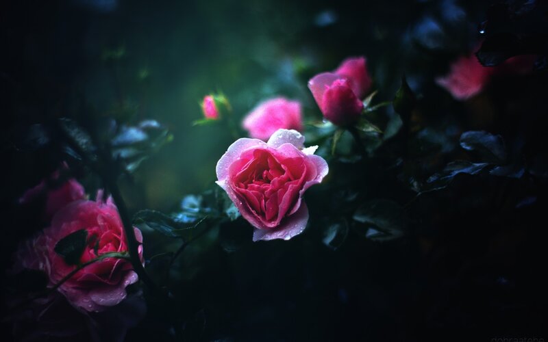 Pink Roses in Garden — Dark