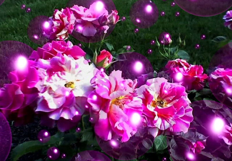 Pink Roses in Garden — Dreamy