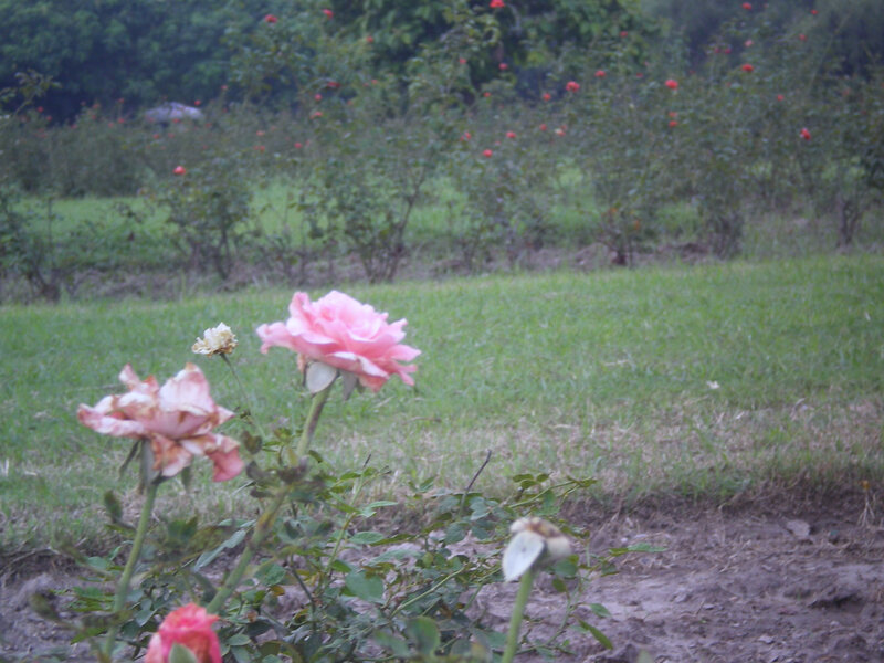 Pink Roses in Garden — Green, Calm, Afternoon