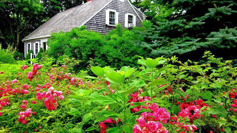 Pink Roses in Garden — Green, Serene, Summer