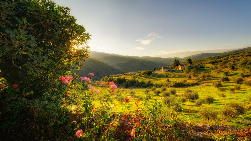 Pink Roses in Garden — Green, Serene, Sunset