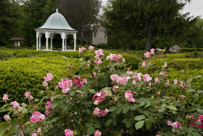 Pink Roses in Garden — Green, Serene