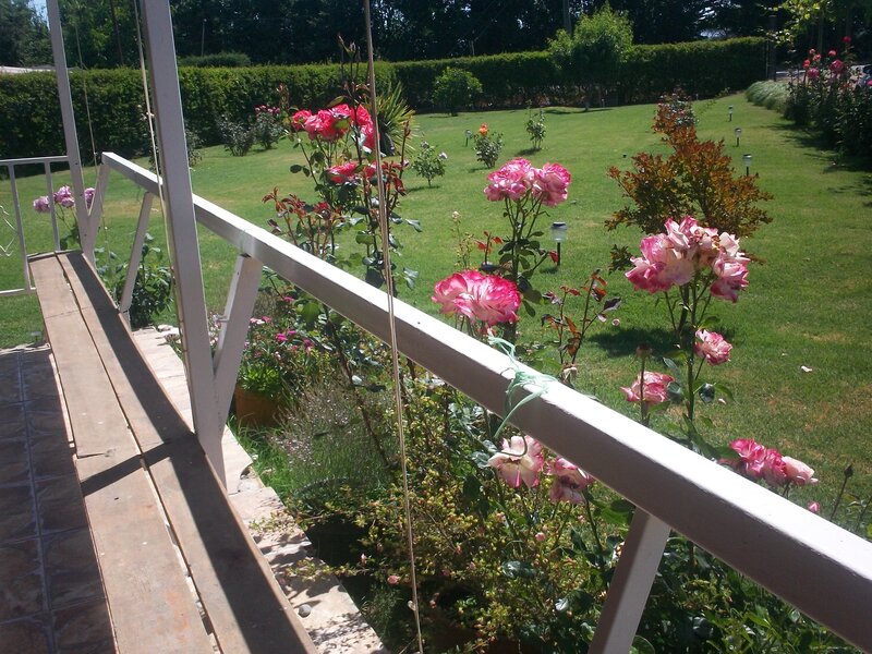 Pink Roses in Garden — Green