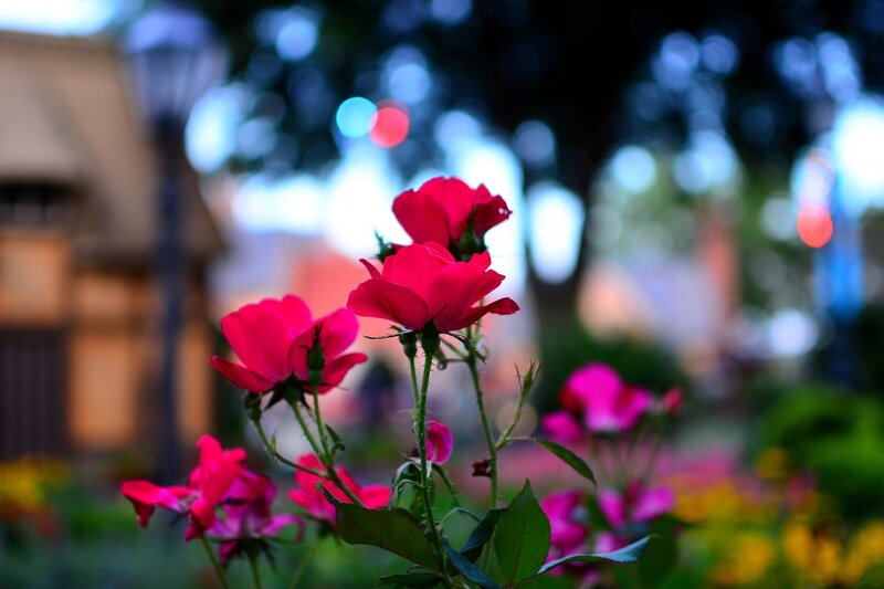Pink Roses in Garden — Red, Serene, Night