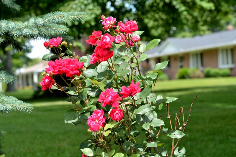 Pink Roses in Garden — Red, Serene