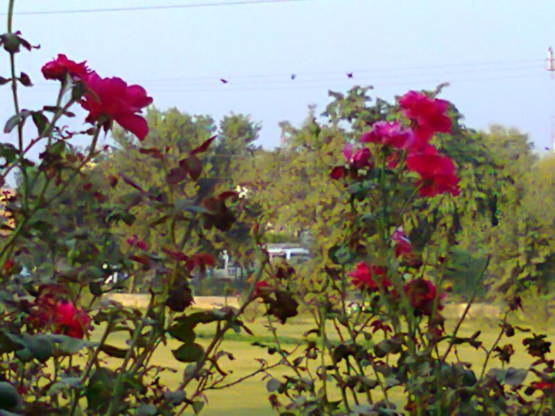 Pink Roses in Garden — Red