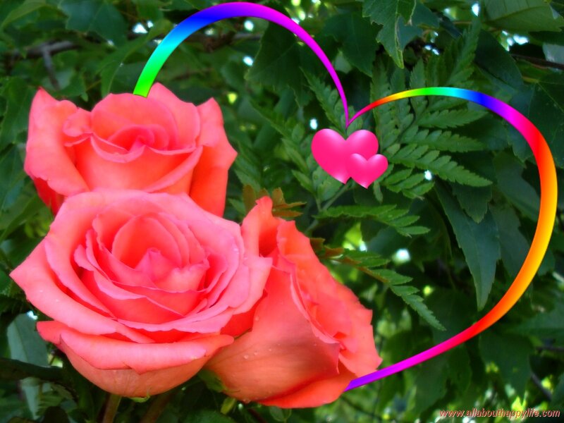 Pink Roses in Garden — Romantic