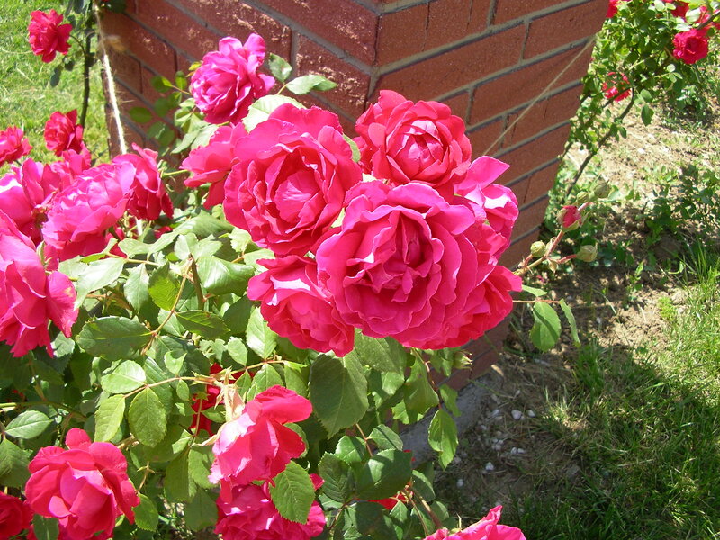 Pink Roses in Garden — Serene, Afternoon, Photograph, Brick Wall