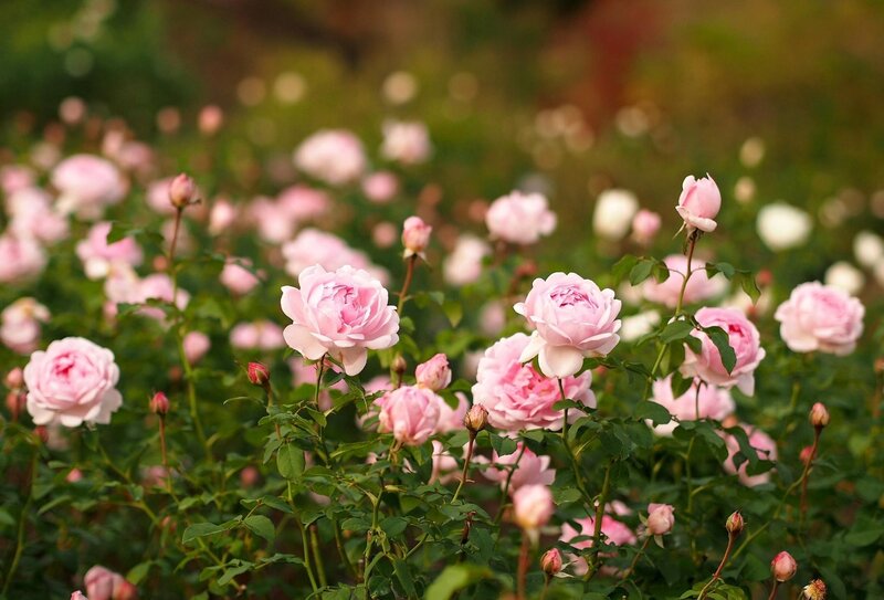 Pink Roses in Garden — Serene, Afternoon, Photograph, Buds