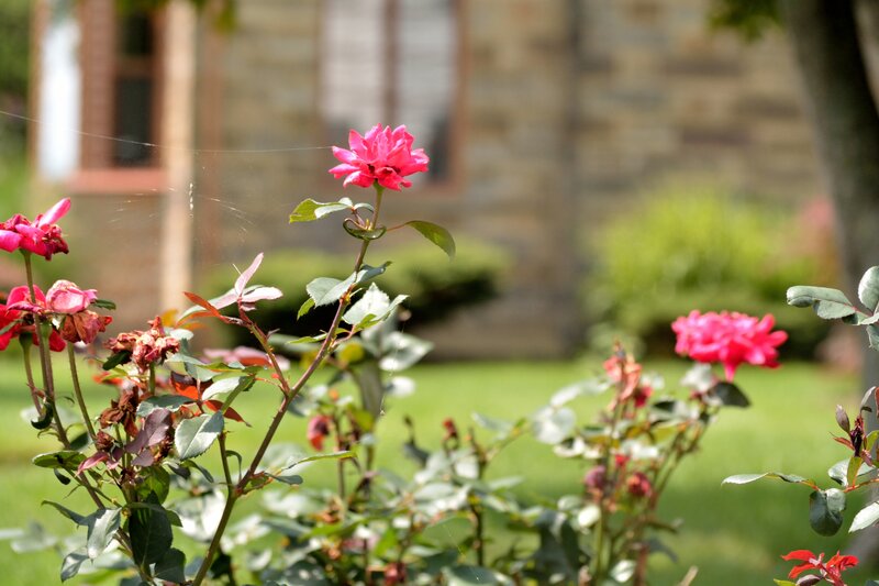 Pink Roses in Garden — Serene, Afternoon, Photograph, Flowers, Grass