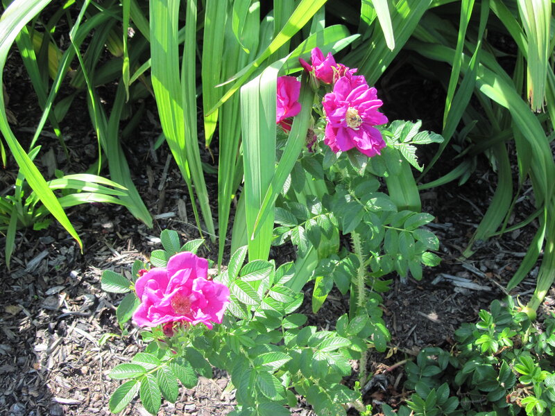 Pink Roses in Garden — Serene, Afternoon, Photograph, Flowers, Leaves, Mulch