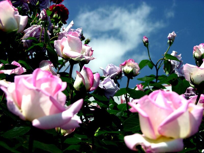 Pink Roses in Garden — Serene, Afternoon, Photograph, Flowers, Leaves, Sky