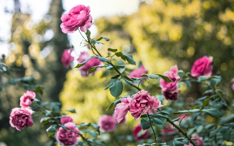 Pink Roses in Garden — Serene, Afternoon, Photograph, Flowers, Leaves, Trees, Green