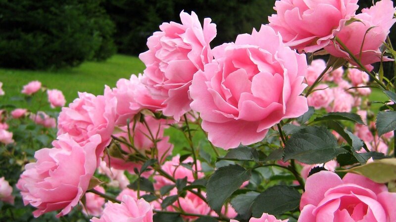 Pink Roses in Garden — Serene, Afternoon, Photograph, Flowers