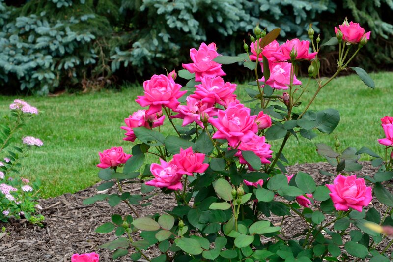 Pink Roses in Garden — Serene, Afternoon, Photograph, Grass