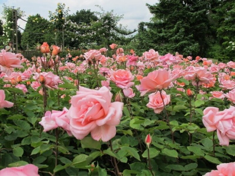 Pink Roses in Garden — Serene, Afternoon, Photograph, Green Leaves, Bushes, Sky