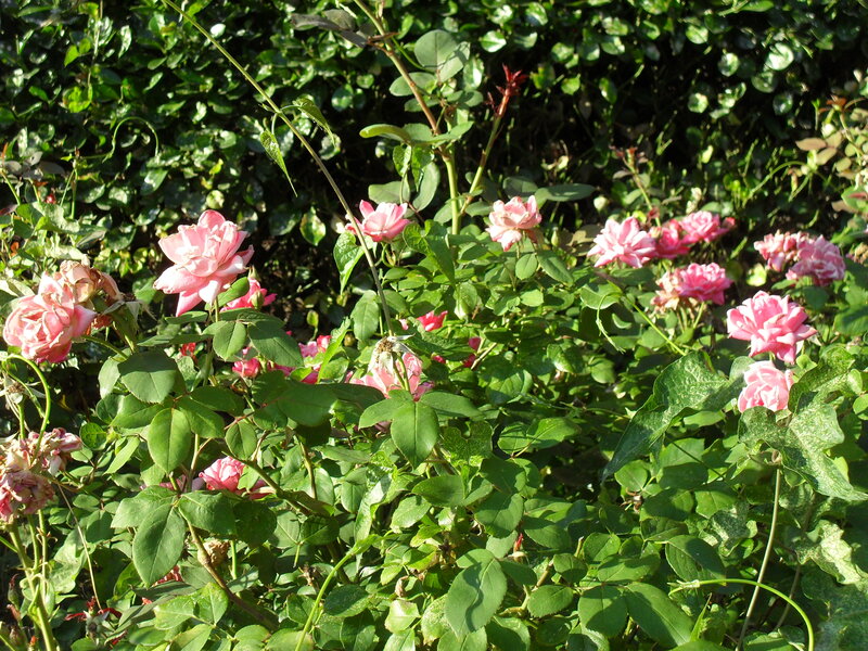 Pink Roses in Garden — Serene, Afternoon, Photograph, Green Leaves, Bushes