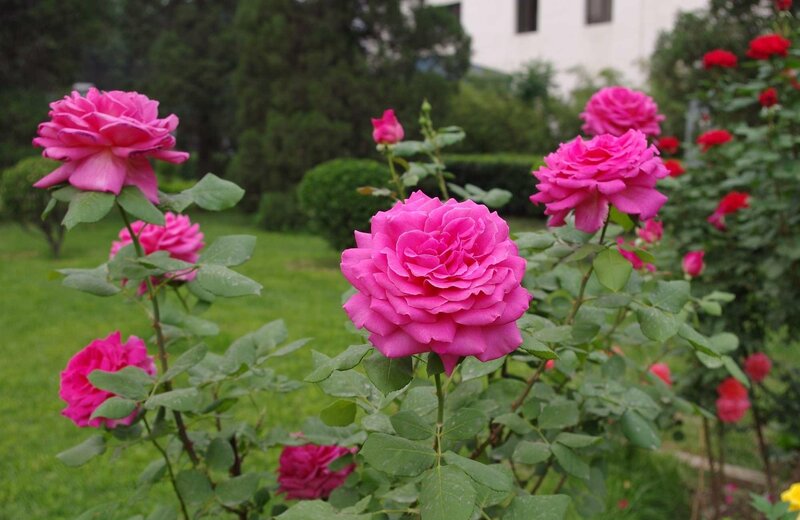 Pink Roses in Garden — Serene, Afternoon, Photograph, Green Leaves, Grass, Building