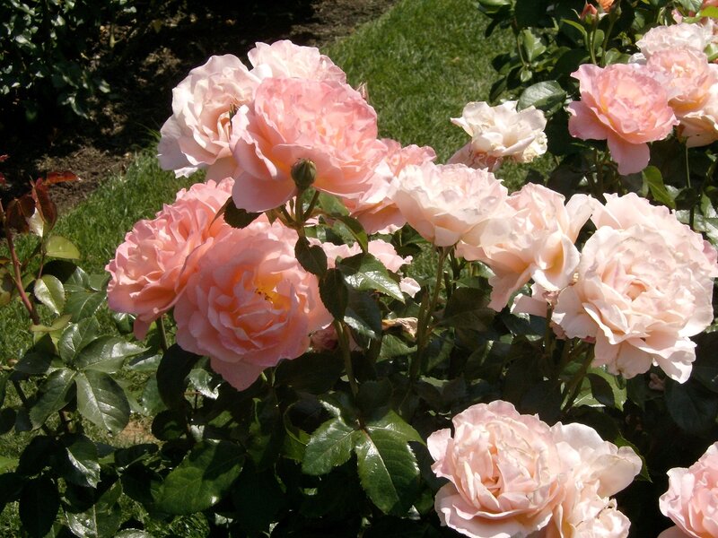 Pink Roses in Garden — Serene, Afternoon, Photograph, Green Leaves, Grass, Bush