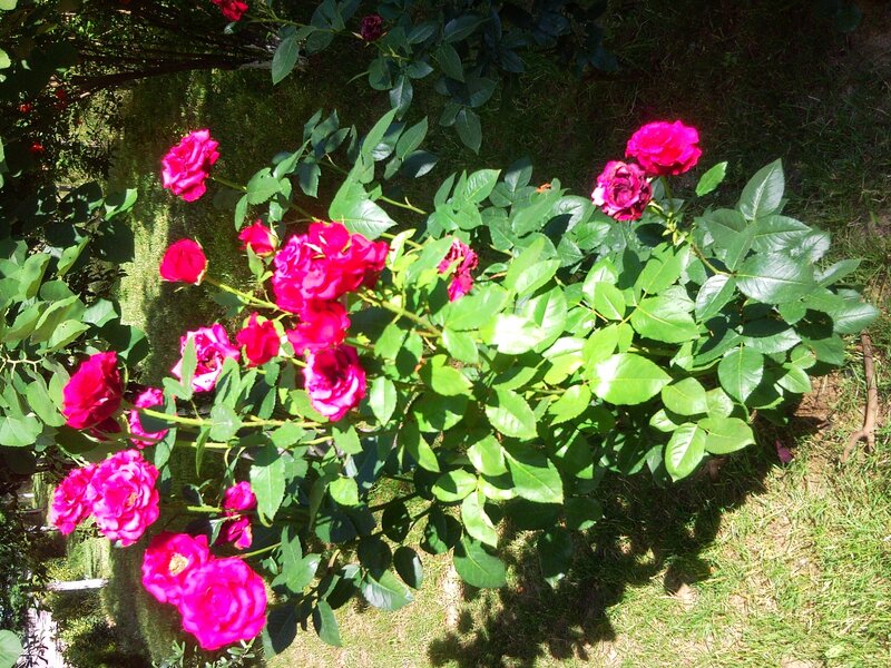 Pink Roses in Garden — Serene, Afternoon, Photograph, Green Leaves, Grass