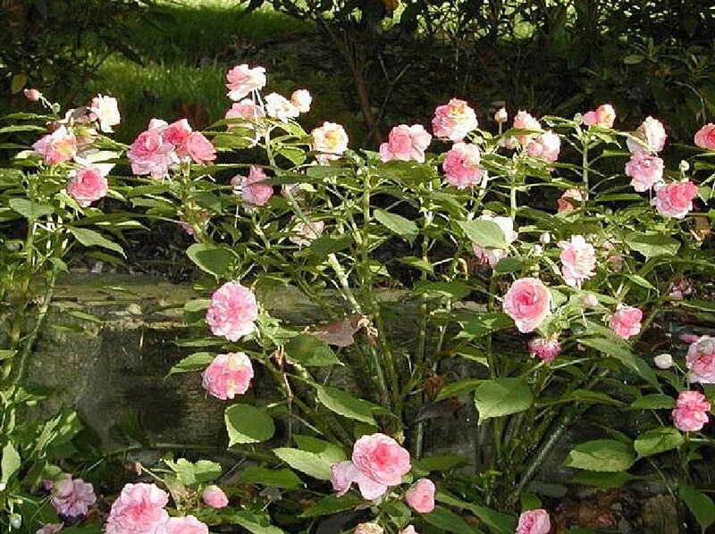 Pink Roses in Garden — Serene, Afternoon, Photograph, Green Leaves, Stone Wall