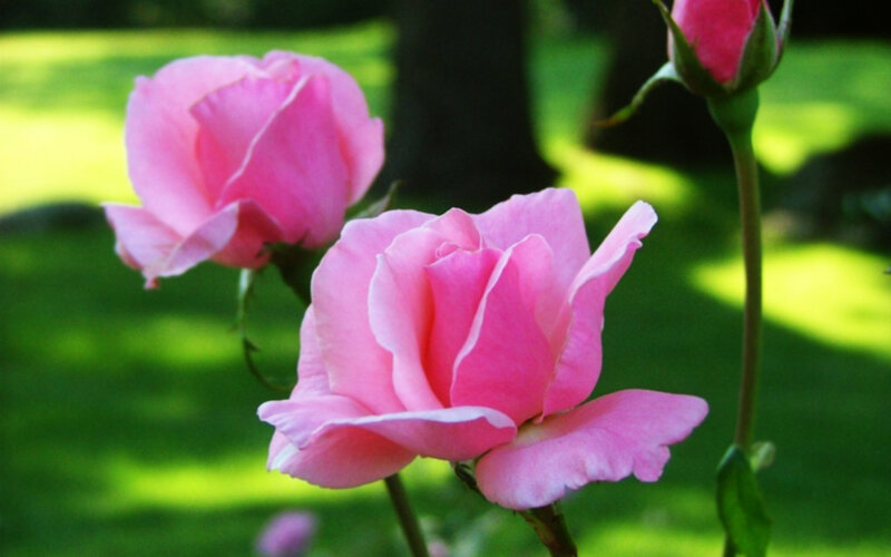 Pink Roses in Garden — Serene, Afternoon, Photograph