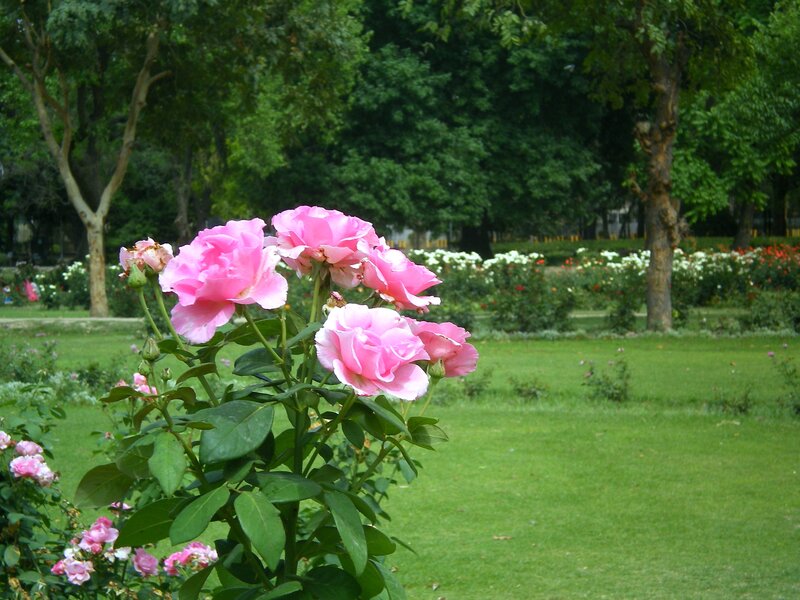 Pink Roses in Garden — Serene, Afternoon, Photograph, Trees, Grass