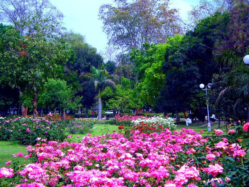 Pink Roses in Garden — Serene, Afternoon, Photograph, Trees