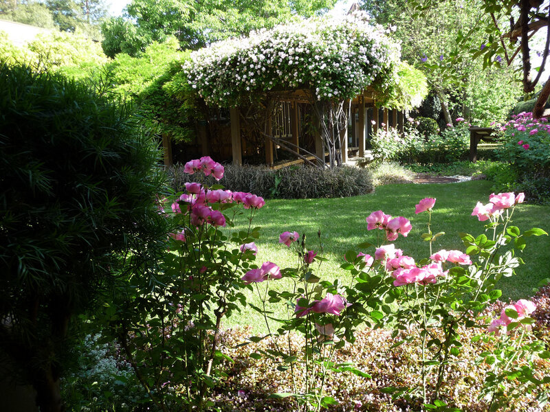 Pink Roses in Garden — Serene, Afternoon
