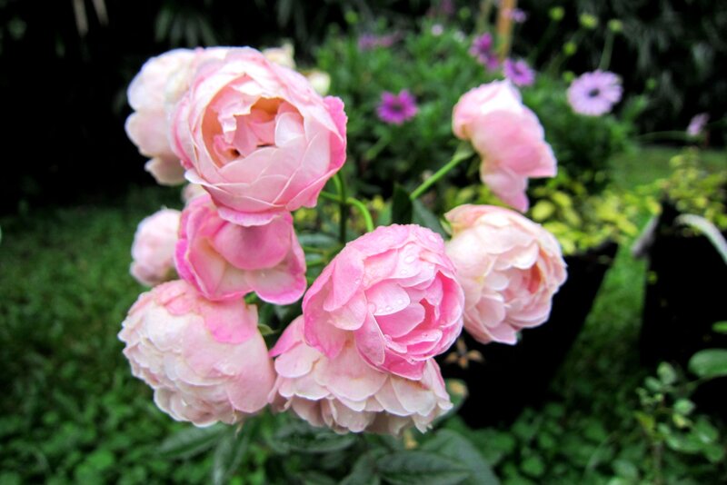 Pink Roses in Garden — Serene, Morning, Photograph