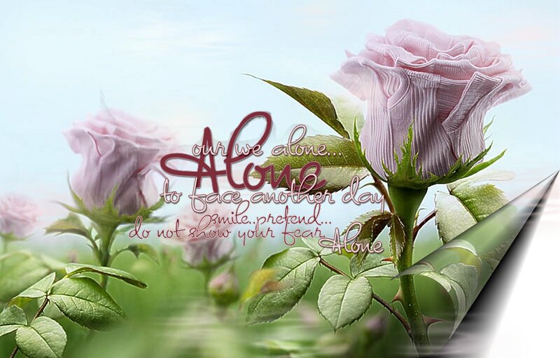Pink Roses in Garden — Serene, Morning