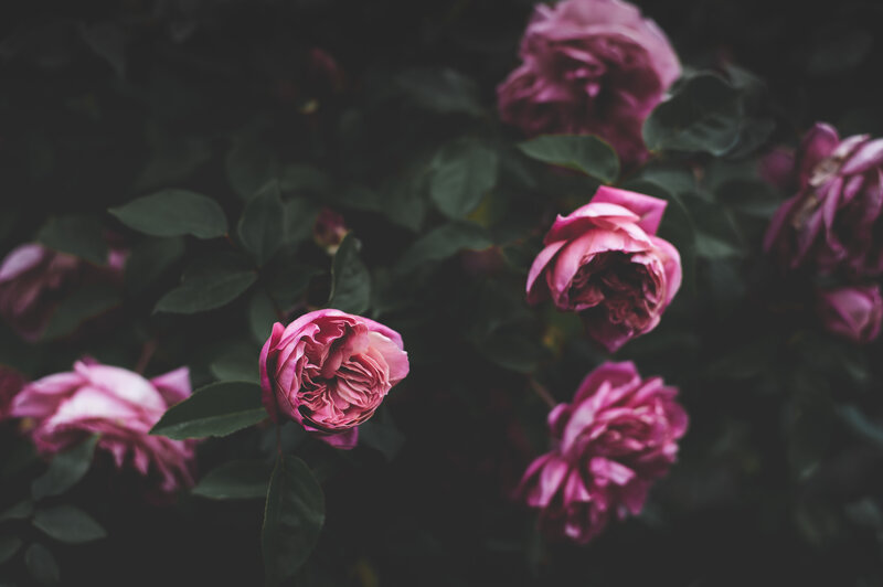 Pink Roses in Garden — Serene, Photograph