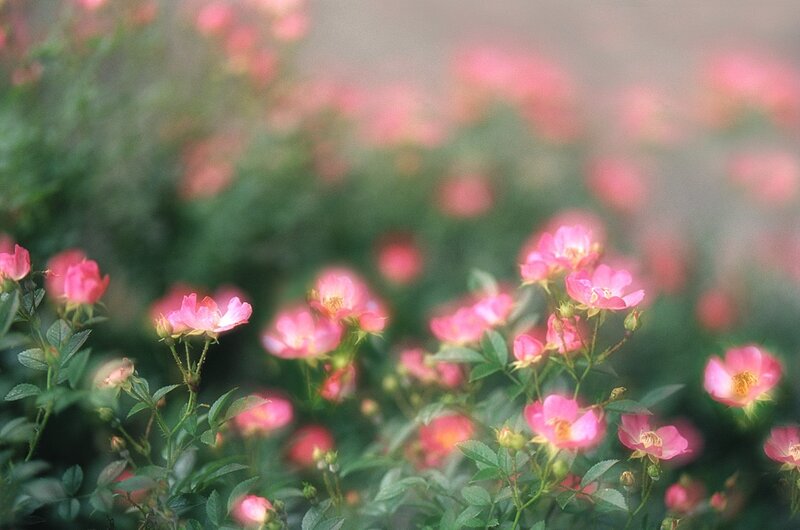 Pink Roses in Garden — Serene, Spring, Photograph, Flowers