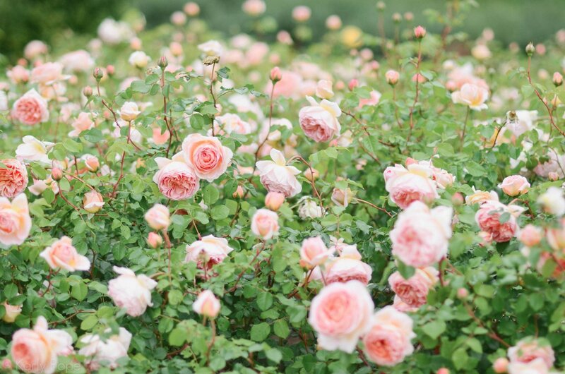 Pink Roses in Garden — Serene, Spring, Photograph, Green Leaves, Buds